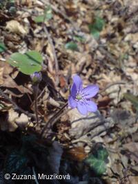 jaterník podléška