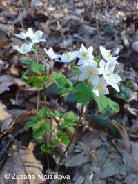 zapalice žluťuchovitá