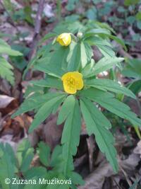 sasanka pryskyřníkovitá