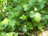 samorostlík klasnatý