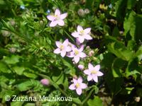 zeměžluč okolíkatá