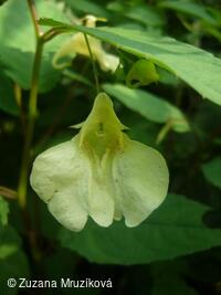 netýkavka nedůtklivá