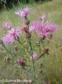 chrpa latnatá (porýnská)