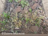 lomikámen trojprstý