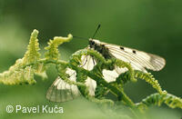 Bílé Karpaty, Strání, Velká Javořina, fauna, hmyz, motýli, ,jasoň dymnivkový