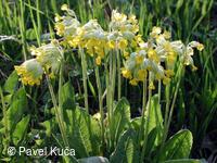 Jasenná, prvosenka jarní