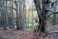 Stavba rozhledny na Velkém Lopeníku zahájena