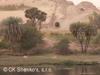 CK SHENKO´S