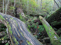 Strání, potok pod Velkou Javořinou