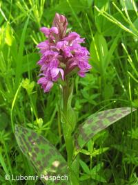 Přírodní památka Pod Hřibovňou