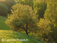 Přírodní památka Pod Hřibovňou