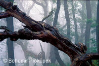 Velká Javořina, prales