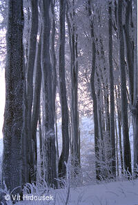 Velká Javořina, prales