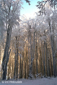 Velká Javořina, prales