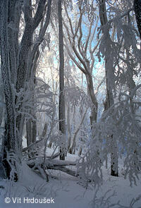 Velká Javořina, prales