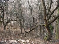 Přírodní památka Pod Hřibovňou