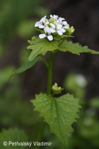 česnáček lékařský