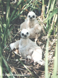 hnízdo motáka pochopa