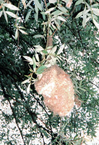 hnízdo moudivláčka lužního