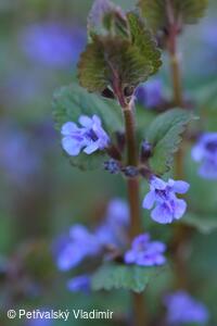 Popenec břečťanolistý