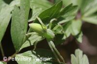 maloočka smaragdová