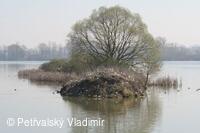 Kolonie racků na bartošovickém rybníku
