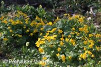 1. hledaný znak jara - kvetoucí blatouch