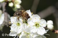 2. hledaný znak jara - létají včely