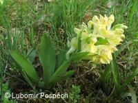 Přírodní památka Pod Hribovňou