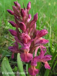 Přírodní památka Pod Hribovňou