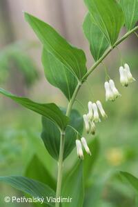 Kokořík mnohokvětý