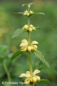 Hluchavka žlutá (pitulník)