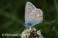 Modrásek jehlicový