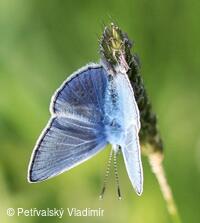 Modrásek jehlicový