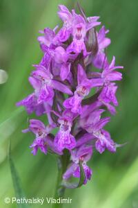 Prstnatec (vstavač) májový