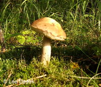 Osoblažsko, hřib kozák