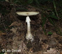 Osoblažsko, muchomůrka zelená