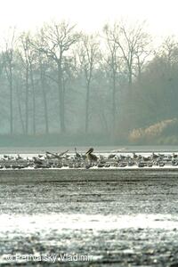 Pelikán na bartošovickém rybníku XI/2008