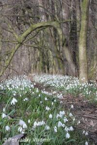 Poslové jara u Horního bartošovického rybníka