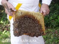 Medobraní a Den dětí 2010