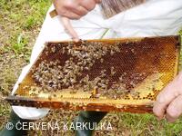 Medobraní a Den dětí 2010